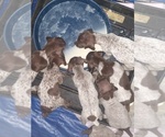 Small Photo #3 German Shorthaired Pointer Puppy For Sale in COSHOCTON, OH, USA