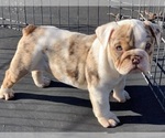 Small #1 English Bulldog