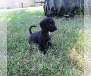 Doodle Puppy for sale in LE MARS, IA, USA