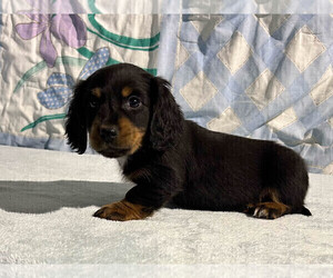 Dachshund Puppy for sale in FREDONIA, PA, USA