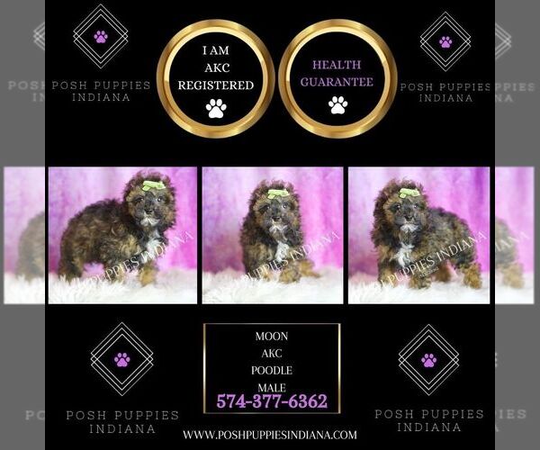 Medium Photo #7 Poodle (Toy) Puppy For Sale in WARSAW, IN, USA