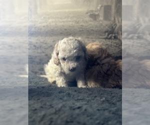 Poodle (Toy) Puppy for sale in BRONX, NY, USA