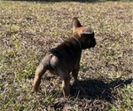 Small Photo #3 French Bulldog Puppy For Sale in MAYO, FL, USA