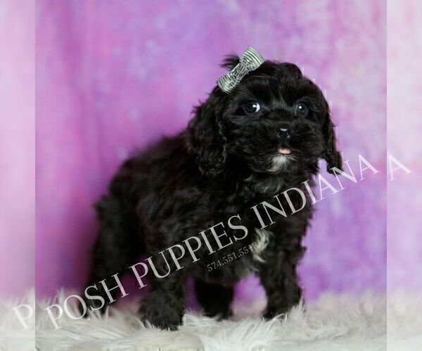 Medium Photo #3 Cavapoo (Miniature) Puppy For Sale in WARSAW, IN, USA