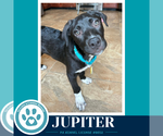 Small #3 Labrador Retriever Mix