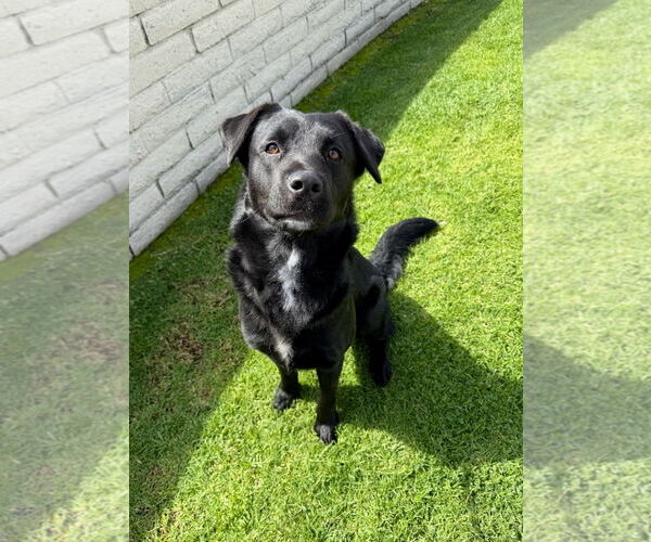 Medium Photo #10 Labrador Retriever Puppy For Sale in San Diego, CA, USA