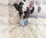 Puppy 1 French Bulldog