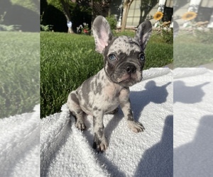 French Bulldog Puppy for sale in LOS ANGELES, CA, USA