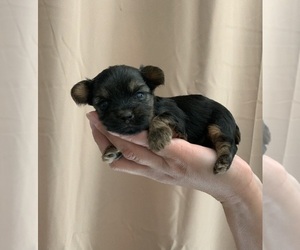 Yorkshire Terrier Puppy for sale in LAS VEGAS, NV, USA