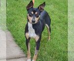 Small #3 American Rat Pinscher