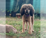 Small Photo #1 Poodle (Miniature)-Poodle (Standard) Mix Puppy For Sale in LONGMONT, CO, USA