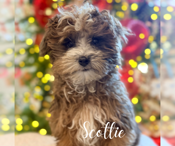 Medium Photo #2 Maltipoo Puppy For Sale in ADDISON, IL, USA