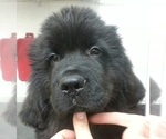 Small Photo #5 Newfoundland Puppy For Sale in MEDINA, OH, USA