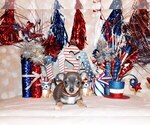 Small Photo #61 Chihuahua Puppy For Sale in CHARLESTON, AR, USA