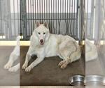 Small Photo #2 German Shepherd Dog Puppy For Sale in San Bernardino, CA, USA
