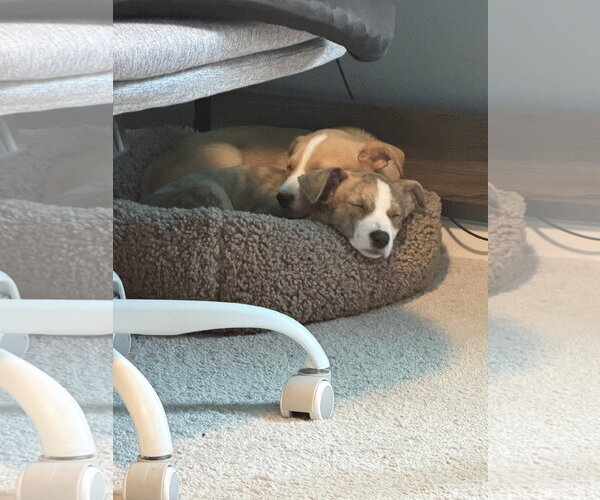 Medium Photo #4 Labrador Retriever-Unknown Mix Puppy For Sale in The Woodlands, TX, USA