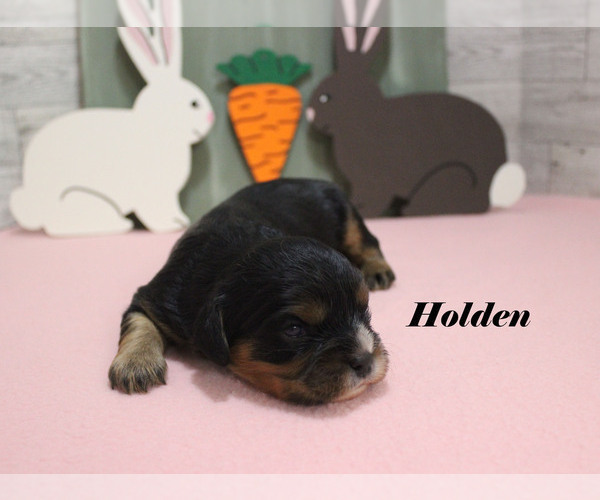 Medium Photo #10 Cavalier King Charles Spaniel Puppy For Sale in CHANUTE, KS, USA