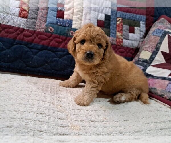 Medium Photo #2 Cock-A-Poo Puppy For Sale in PELHAM, NH, USA