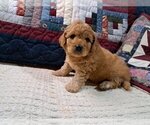 Puppy Male puppy 1 Cock-A-Poo