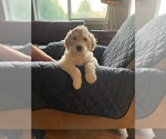 Small Photo #2 Goldendoodle Puppy For Sale in GIG HARBOR, WA, USA