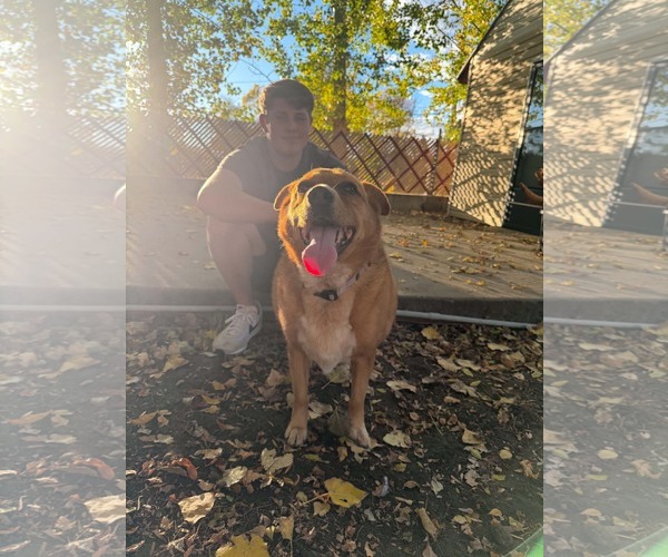 Medium Photo #7 Mutt Puppy For Sale in Sandy, UT, USA