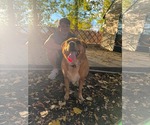 Small Photo #7 Mutt Puppy For Sale in Sandy, UT, USA