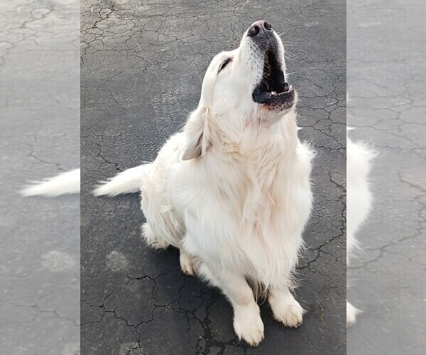Medium Photo #10 English Cream Golden Retriever Puppy For Sale in NORTHWOOD, OH, USA