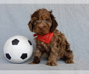 Cockapoo Puppy for sale in MILLERSBURG, OH, USA