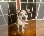 Small Mutt