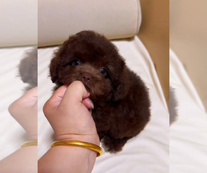 Poodle (Toy) Puppy for sale in RANCHO BERNARDO, CA, USA