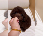 Small Poodle (Toy)
