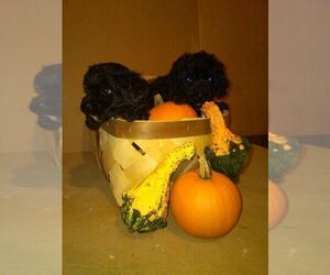 Poodle (Miniature) Puppy for sale in DAYTON, VA, USA