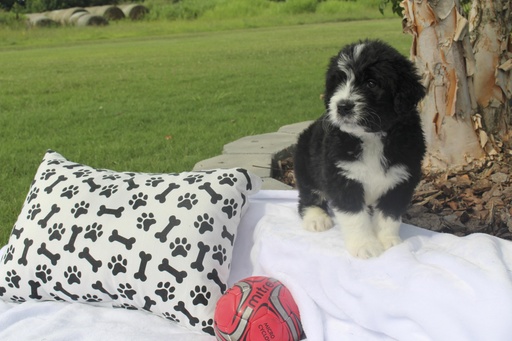 Medium Photo #1 Bernedoodle Puppy For Sale in ATHENS, AL, USA