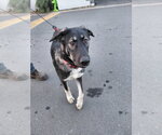 Small #2 Anatolian Shepherd-German Shepherd Dog Mix