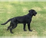 Small Photo #3 Labrador Retriever Puppy For Sale in KINGSTON, GA, USA