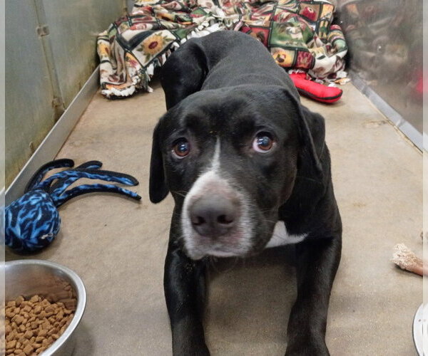 Medium Photo #3 Labrador Retriever-Unknown Mix Puppy For Sale in La Porte, IN, USA