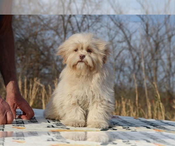 Medium Photo #4 ShihPoo Puppy For Sale in DYERSBURG, TN, USA