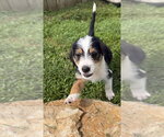 Small Mutt