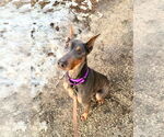 Small #2 Doberman Pinscher
