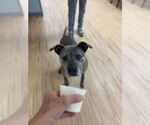 Small #2 Boxer Mix