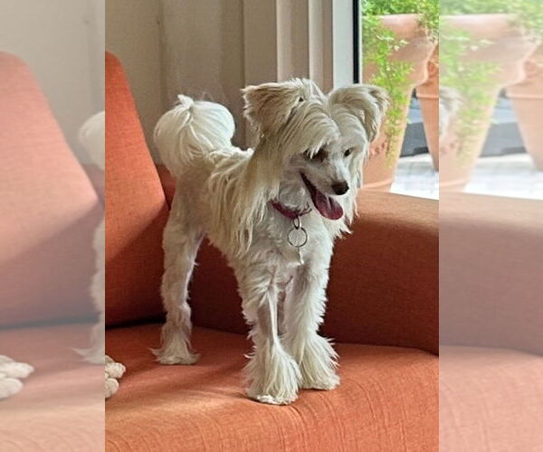 Medium Photo #1 Mutt Puppy For Sale in Plantation, FL, USA
