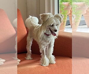 Mutt Dogs for adoption in Plantation, FL, USA