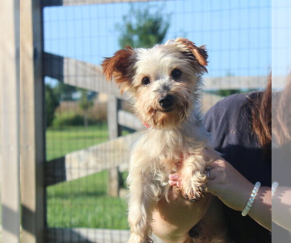Medium Photo #4 Mutt Puppy For Sale in Chestertown, MD, USA