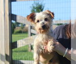 Small Photo #4 Mutt Puppy For Sale in Chestertown, MD, USA