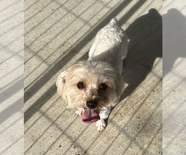 Medium Photo #2 Maltese Puppy For Sale in Oak Bluffs, MA, USA