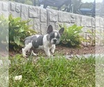 Small #3 French Bulldog