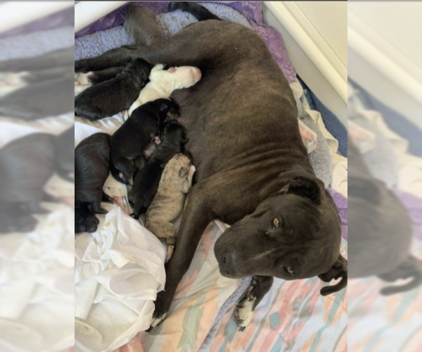 Medium Photo #3 American Staffordshire Terrier-Unknown Mix Puppy For Sale in Pena Blanca, NM, USA