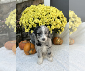 Bordoodle Puppy for Sale in NEW HAVEN, Indiana USA