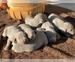 Small Photo #34 Weimaraner Puppy For Sale in WILLOWS, CA, USA