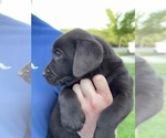 Small Photo #5 Labrador Retriever Puppy For Sale in MADERA, CA, USA